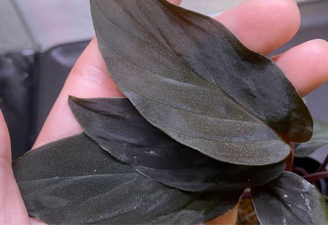 松Homalomena sp.\"Black Velvet\" [KN便]など