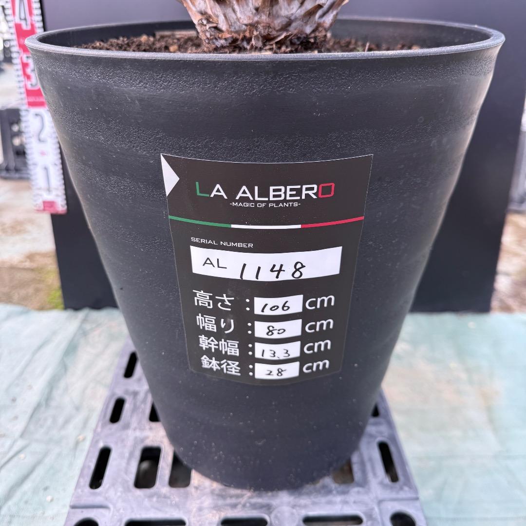 【AL1148】ユッカ　ロストラータ　ランチョブルー　数量限定