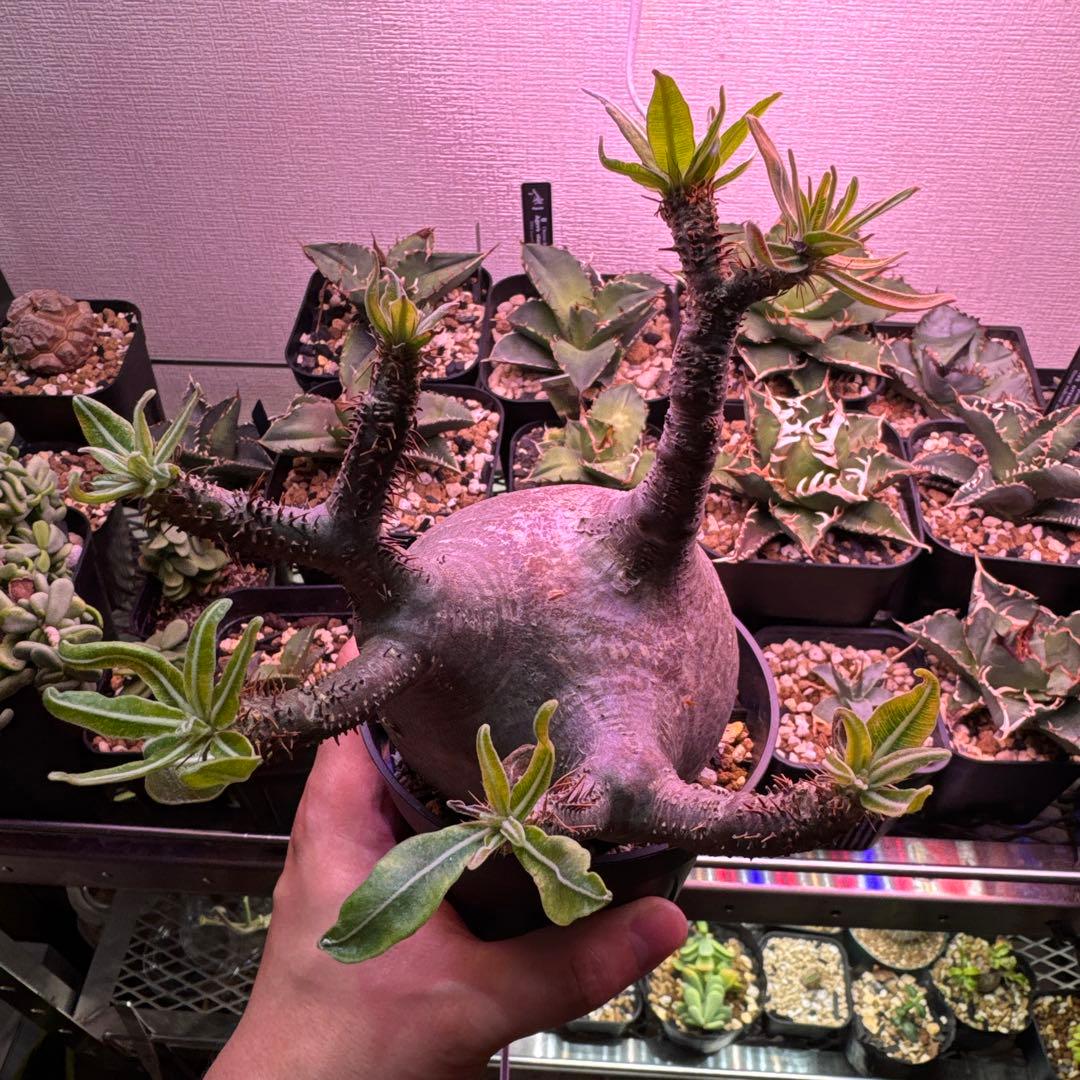 塊根植物 グラキリス