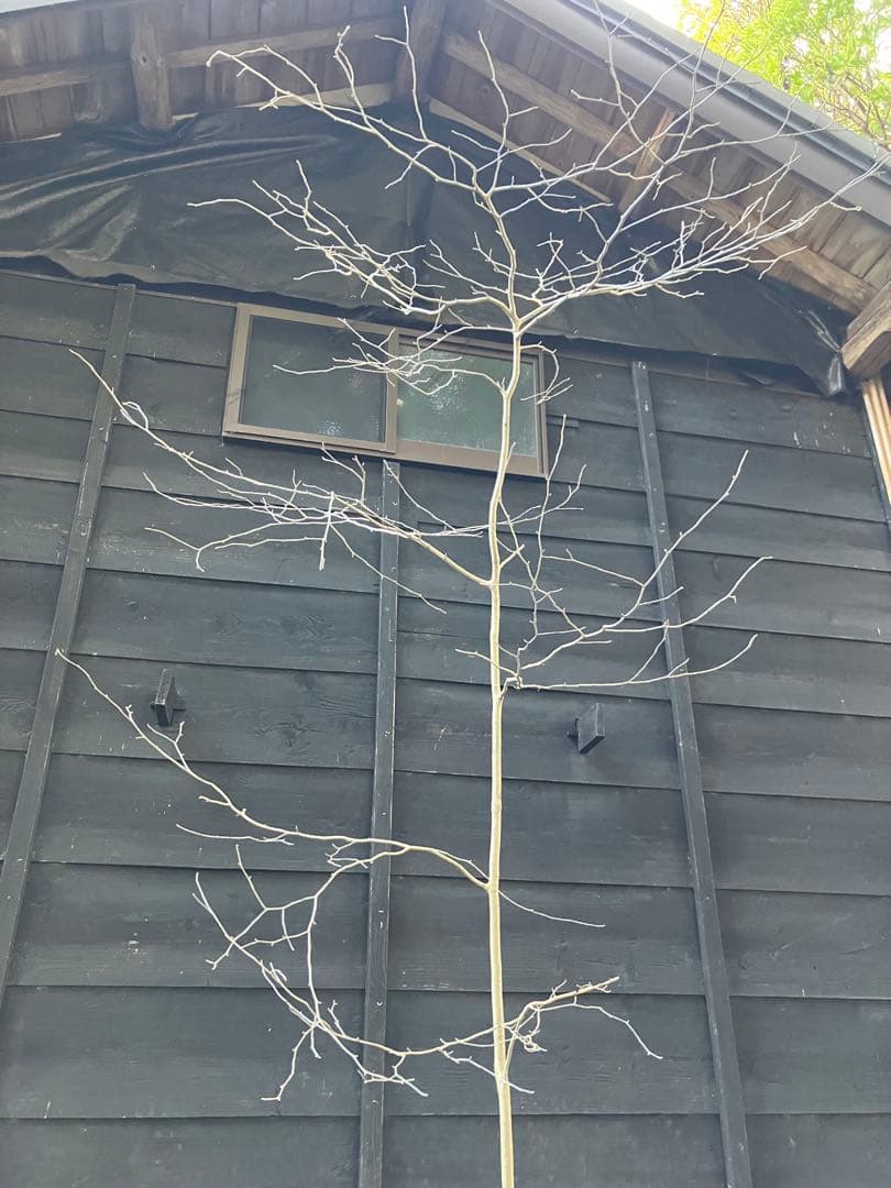 80 山採り　アオハダ