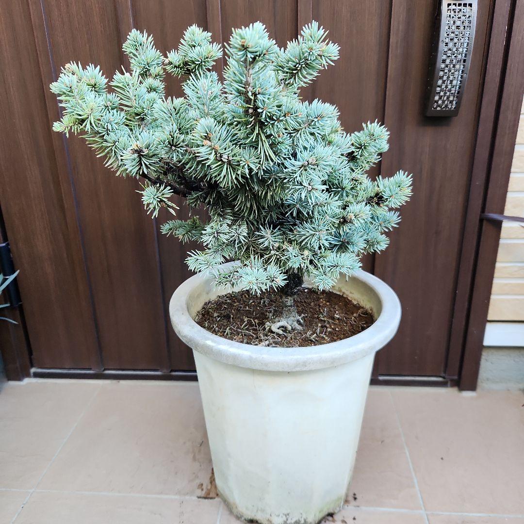 プンゲンストウヒ　グラウカグロボーサ　エアーポット鉢植え　苗木　レア品種