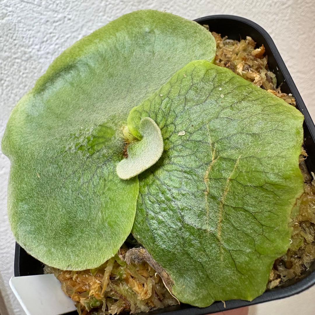 Hips ziriziri オススメ 癖強 子株 株分け ビカクシダ