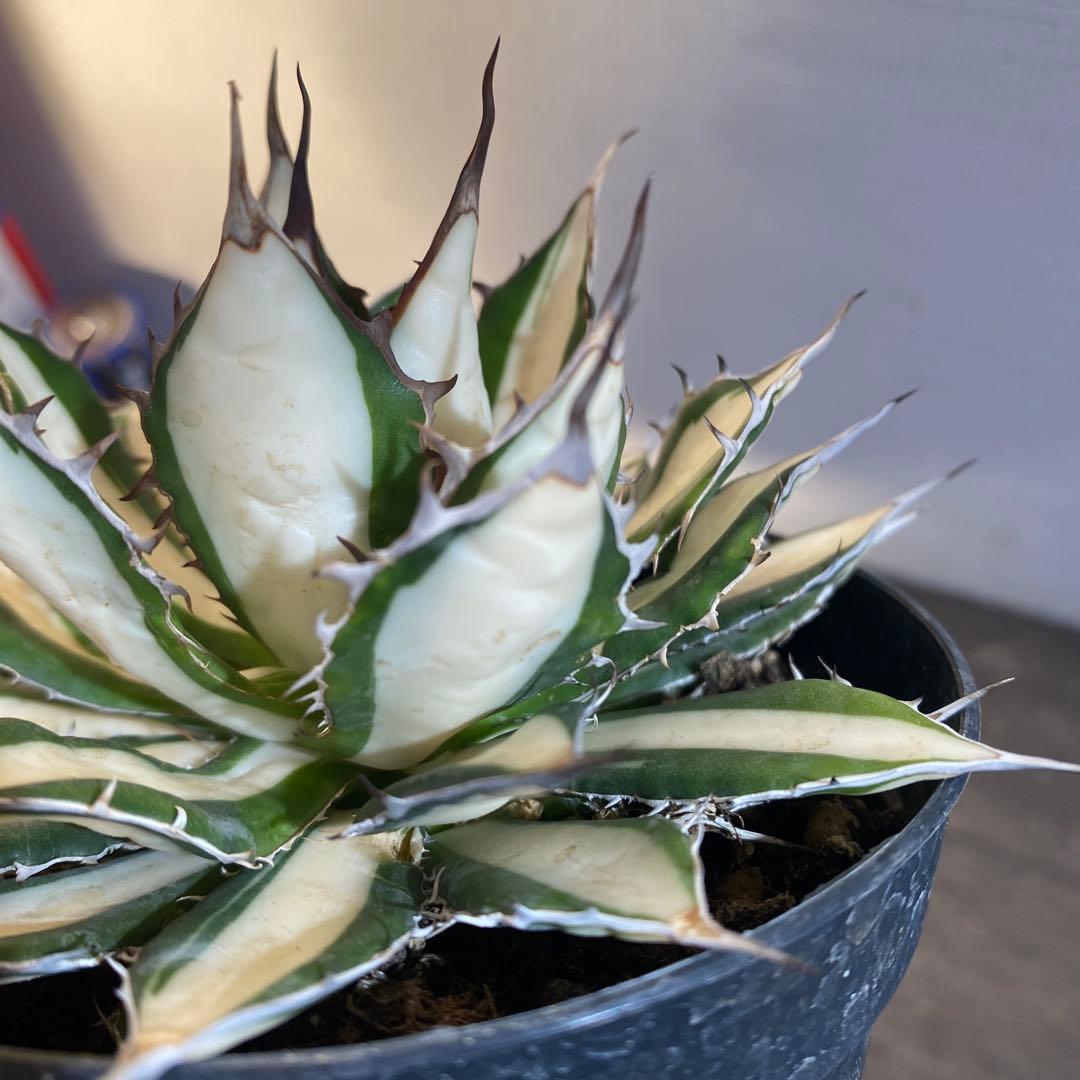 アガベ　ホリダ　白中斑　在庫ラスト1