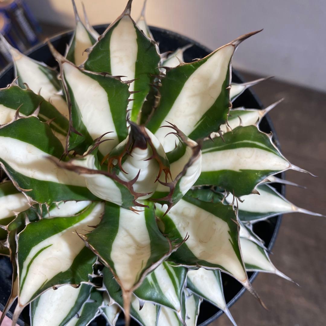 アガベ　ホリダ　白中斑　在庫ラスト1