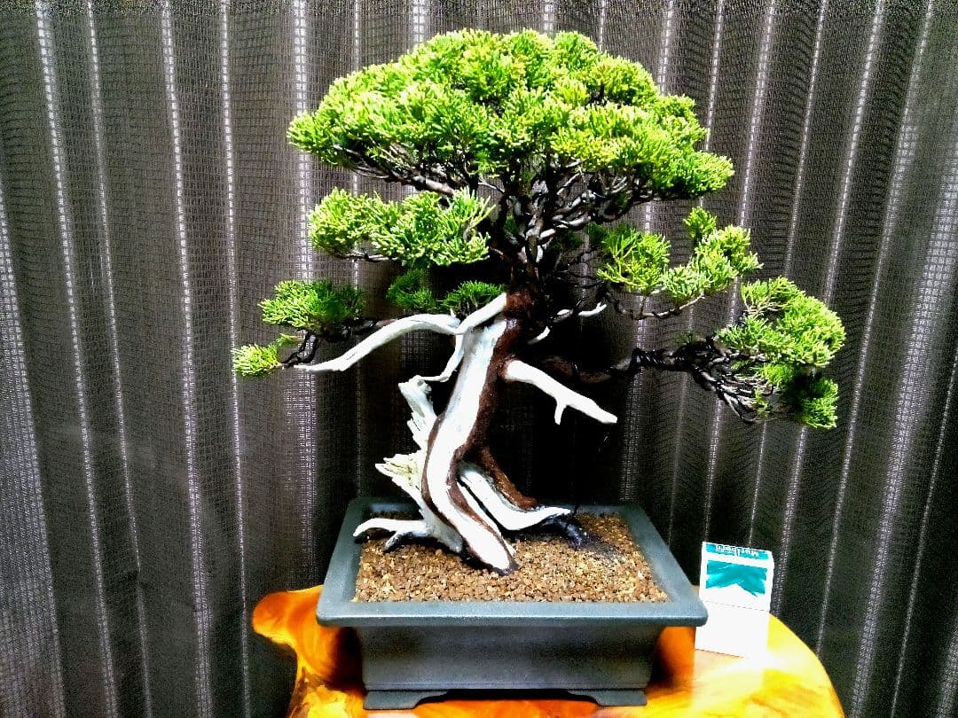 【中品　正木　真柏盆栽】　　　　⭕古木、太幹、足元抜群❗