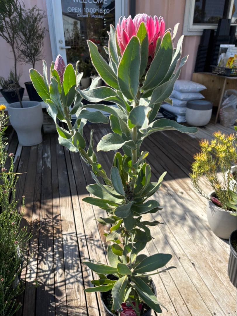 プロテアピンクプリンセス　希少！大株！