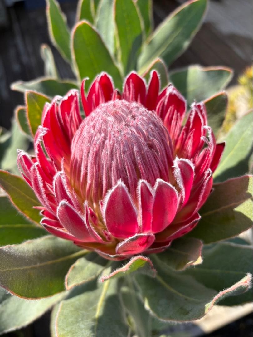 プロテアピンクプリンセス　希少！大株！