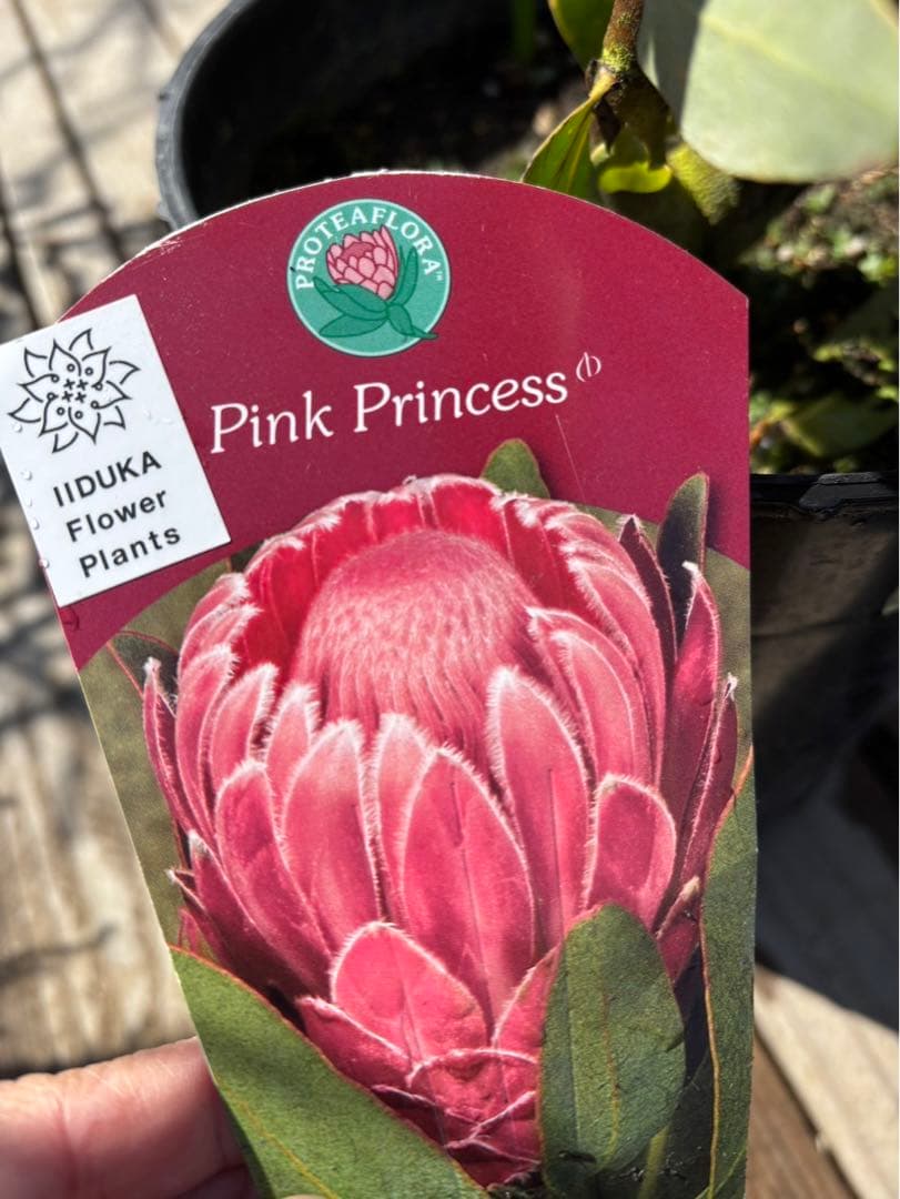 プロテアピンクプリンセス　希少！大株！