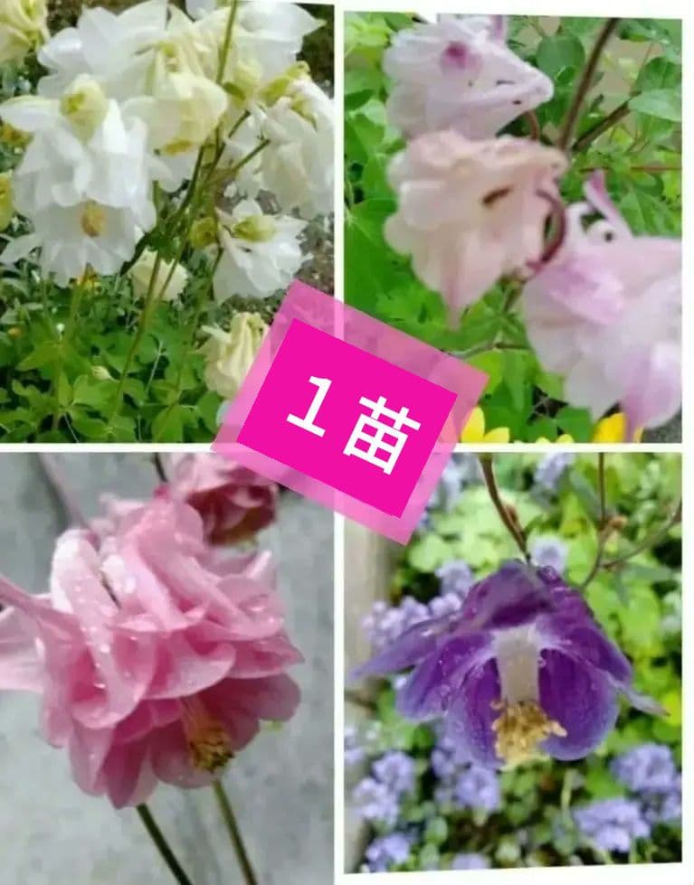 西洋オダマキ　ミニミニ苗　こちらで選んで順次発送