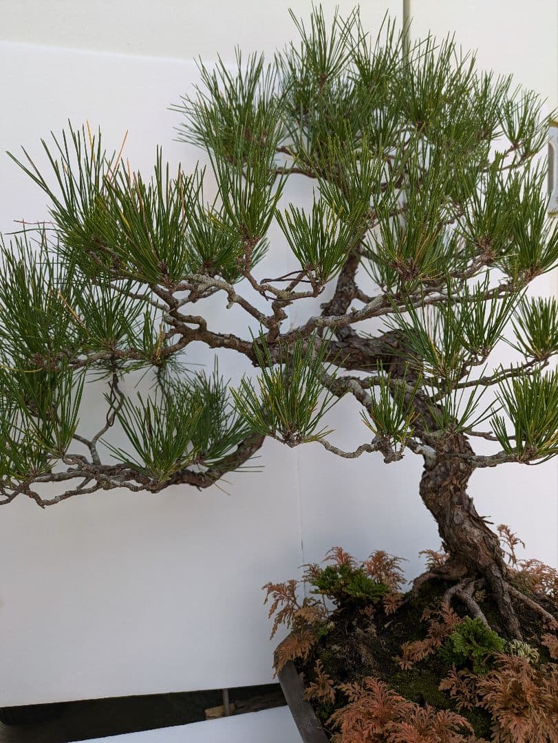 松の盆栽 中型 自然風　　　　樹齢50年から60年経って居ます。