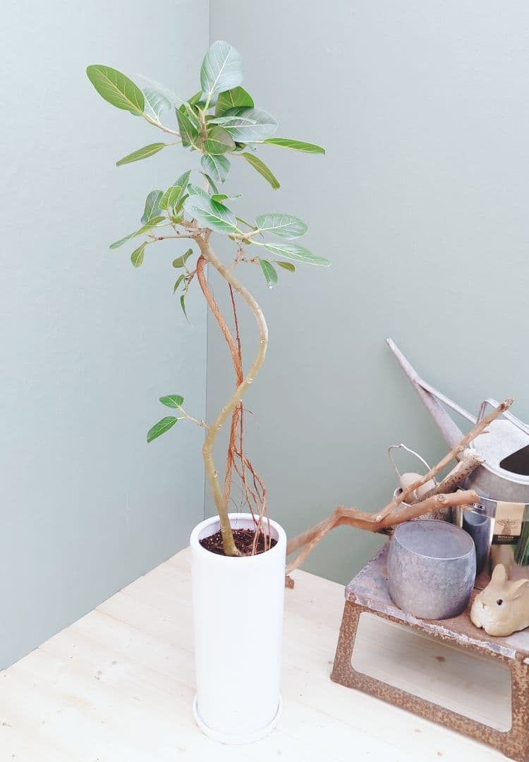 インテリアグリーン 曲がりベンガレンシス 根上がり 陶器 白 ７号