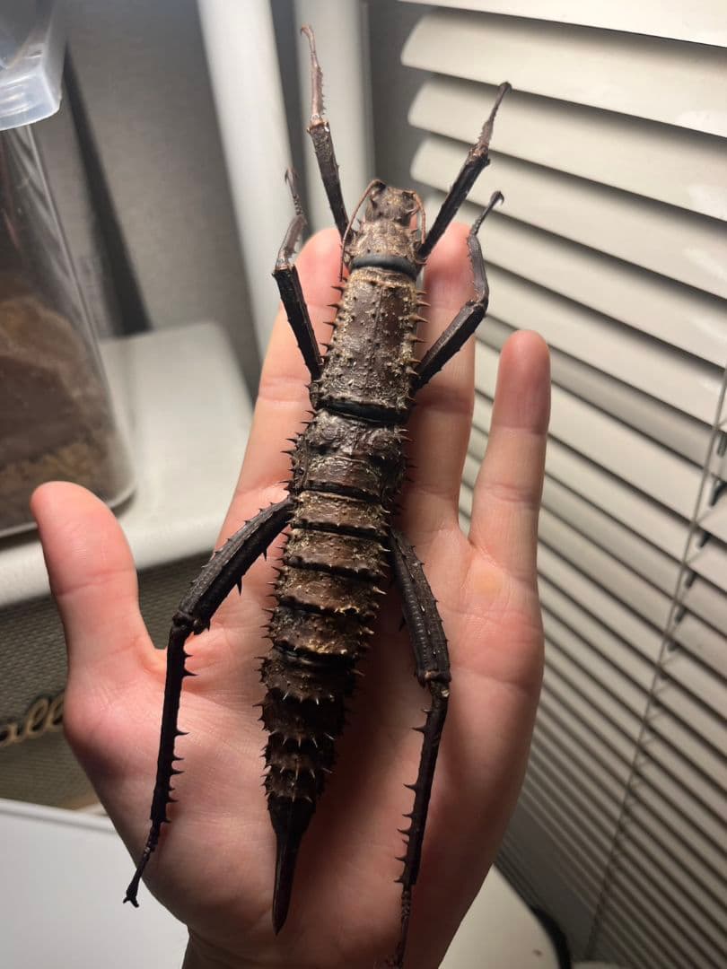 【特大♀】トゲアシフトナナフシオバケフトナナフシコノハムシカマキリバッタ直翅類