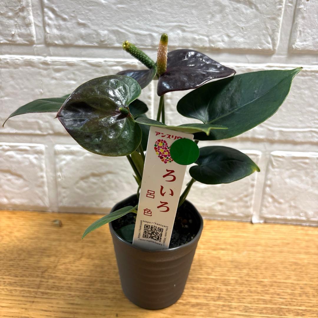 超レア♡ミニアンスリウム♡呂色♡2号♡ポットごと宅急便コンパクト