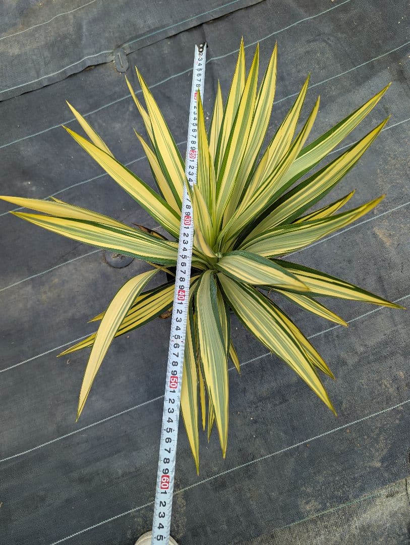 ユッカグロリオサ☆ライジングサン