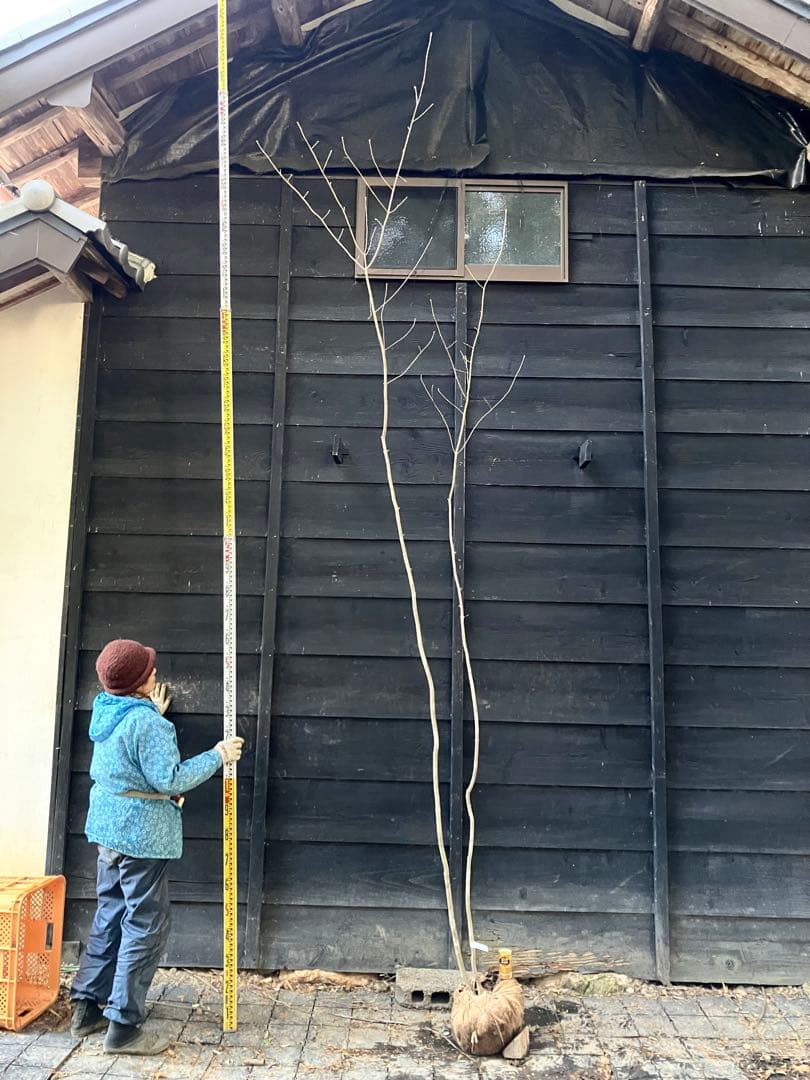 90 山採り　アオダモ