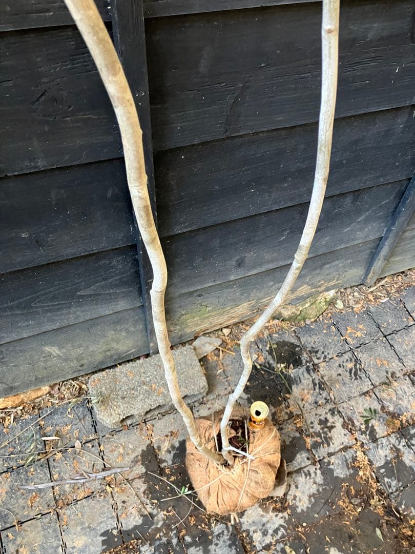 90 山採り　アオダモ