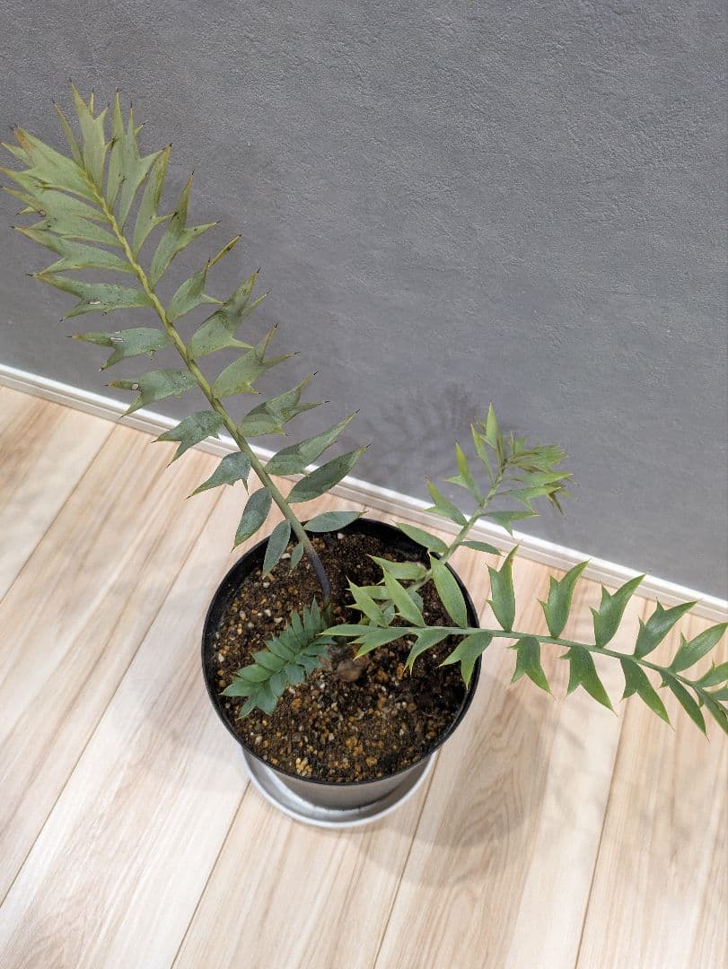 エンセファラルトス　ホリダス　【南アフリカ産】