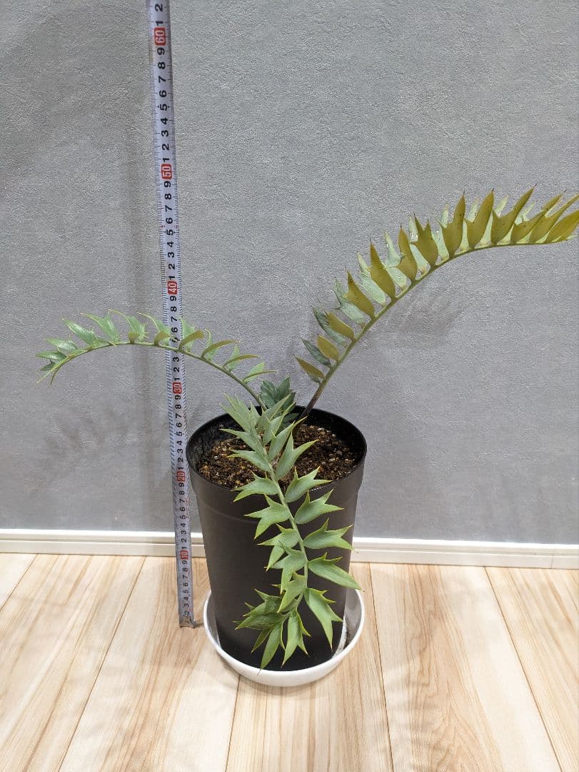 エンセファラルトス　ホリダス　【南アフリカ産】