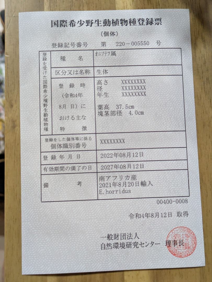 エンセファラルトス　ホリダス　【南アフリカ産】