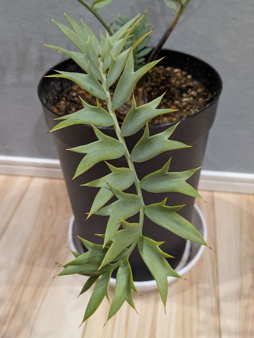 エンセファラルトス　ホリダス　【南アフリカ産】