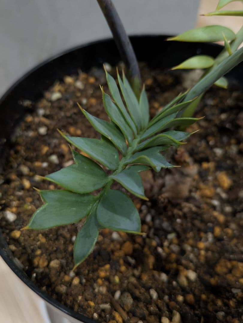 エンセファラルトス　ホリダス　【南アフリカ産】