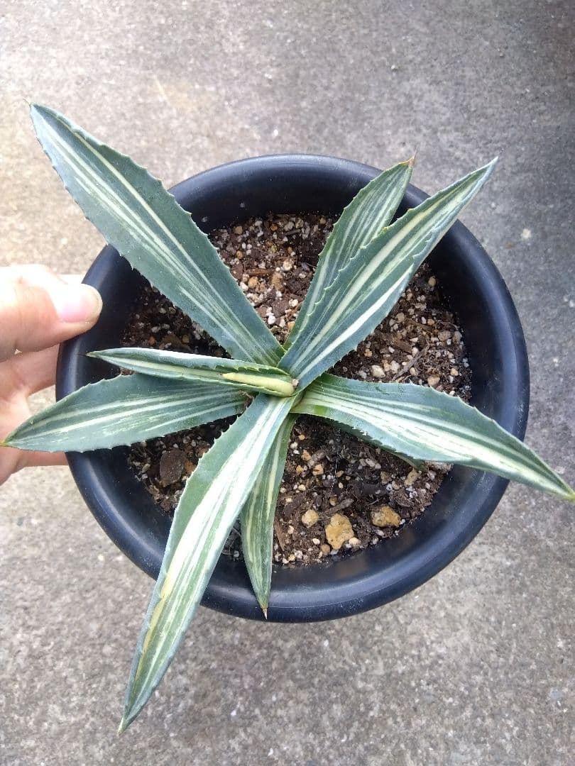 アガベ　アメリカーナ　白縞斑　超斑入り❗　ひ