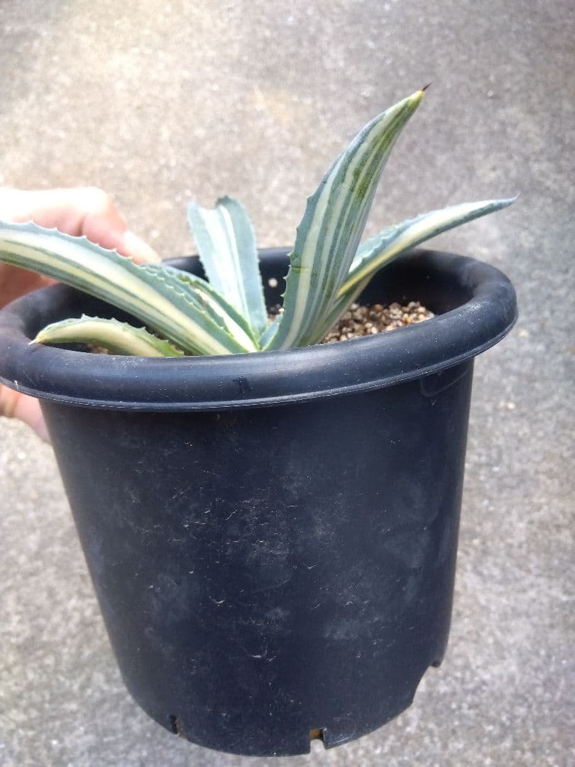 アガベ　アメリカーナ　白縞斑　超斑入り❗　ひ