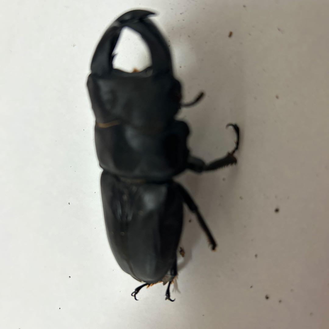 国産オオクワガタ　ゴードンR00BAN