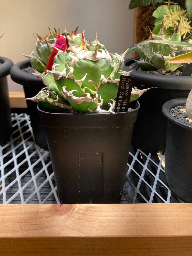 アガベ レッドキャット・スウィーズル