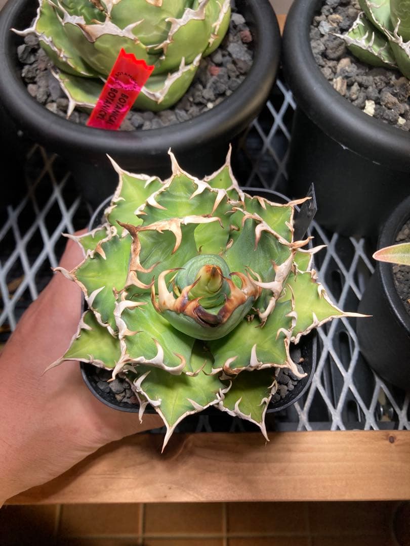 アガベ レッドキャット・スウィーズル