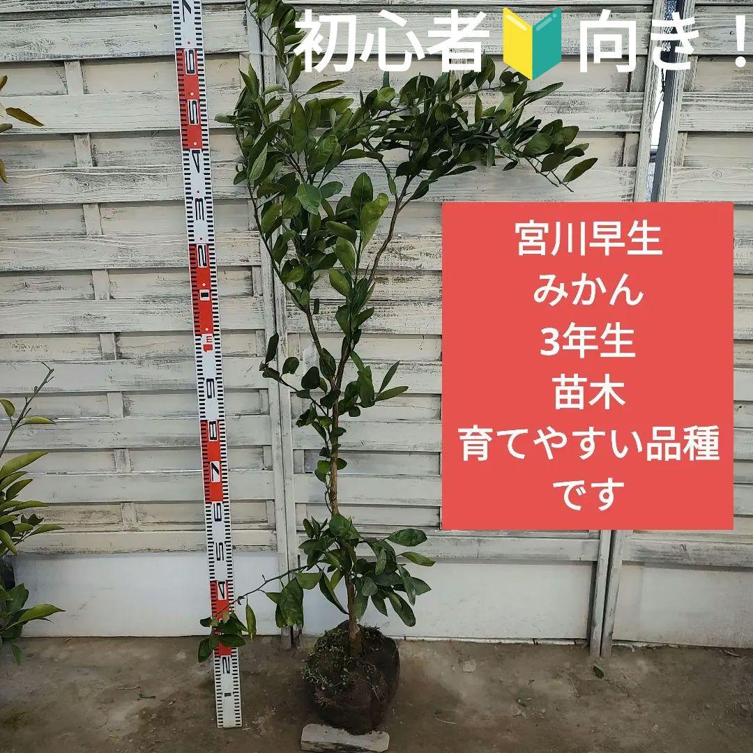 宮川早生みかん 3年生 育てやすさＮｏ．1 初心者向け