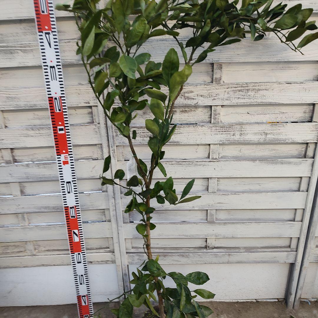 宮川早生みかん 3年生 育てやすさＮｏ．1 初心者向け