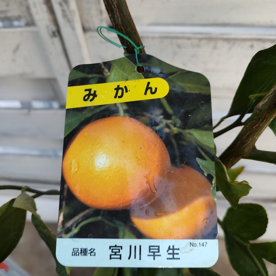 宮川早生みかん 3年生 育てやすさＮｏ．1 初心者向け