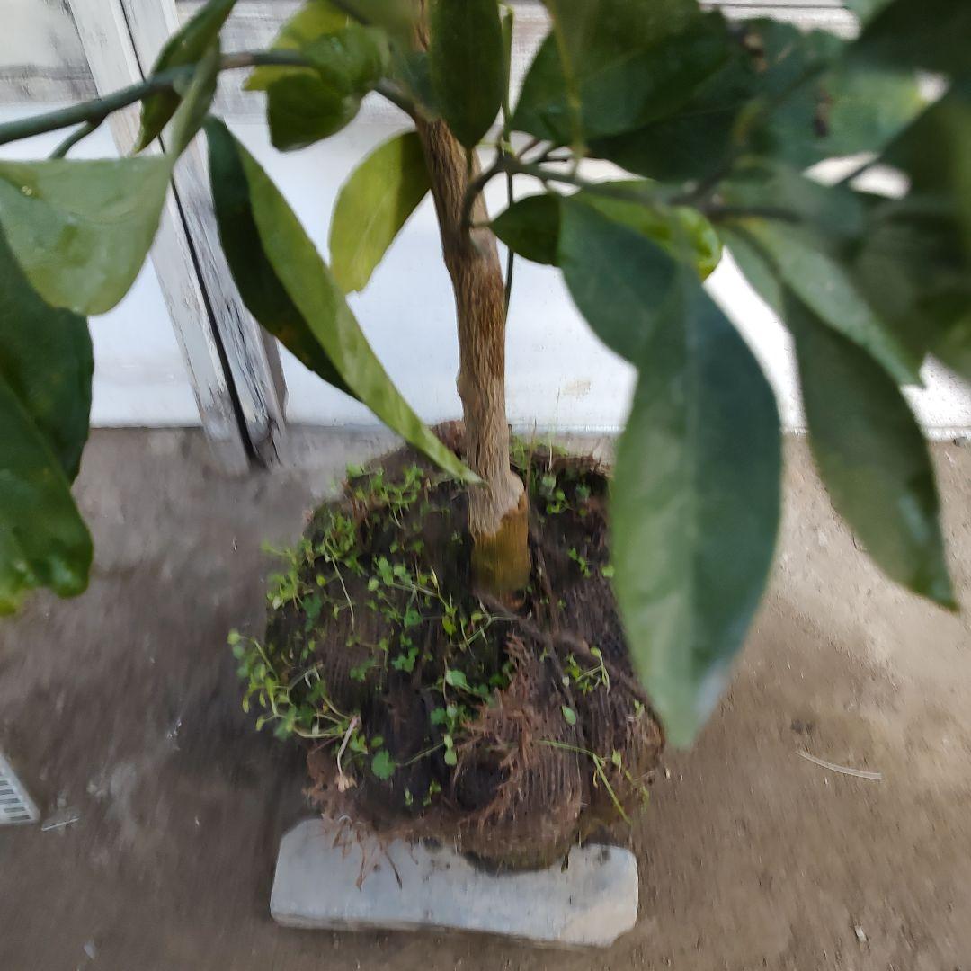 宮川早生みかん 3年生 育てやすさＮｏ．1 初心者向け