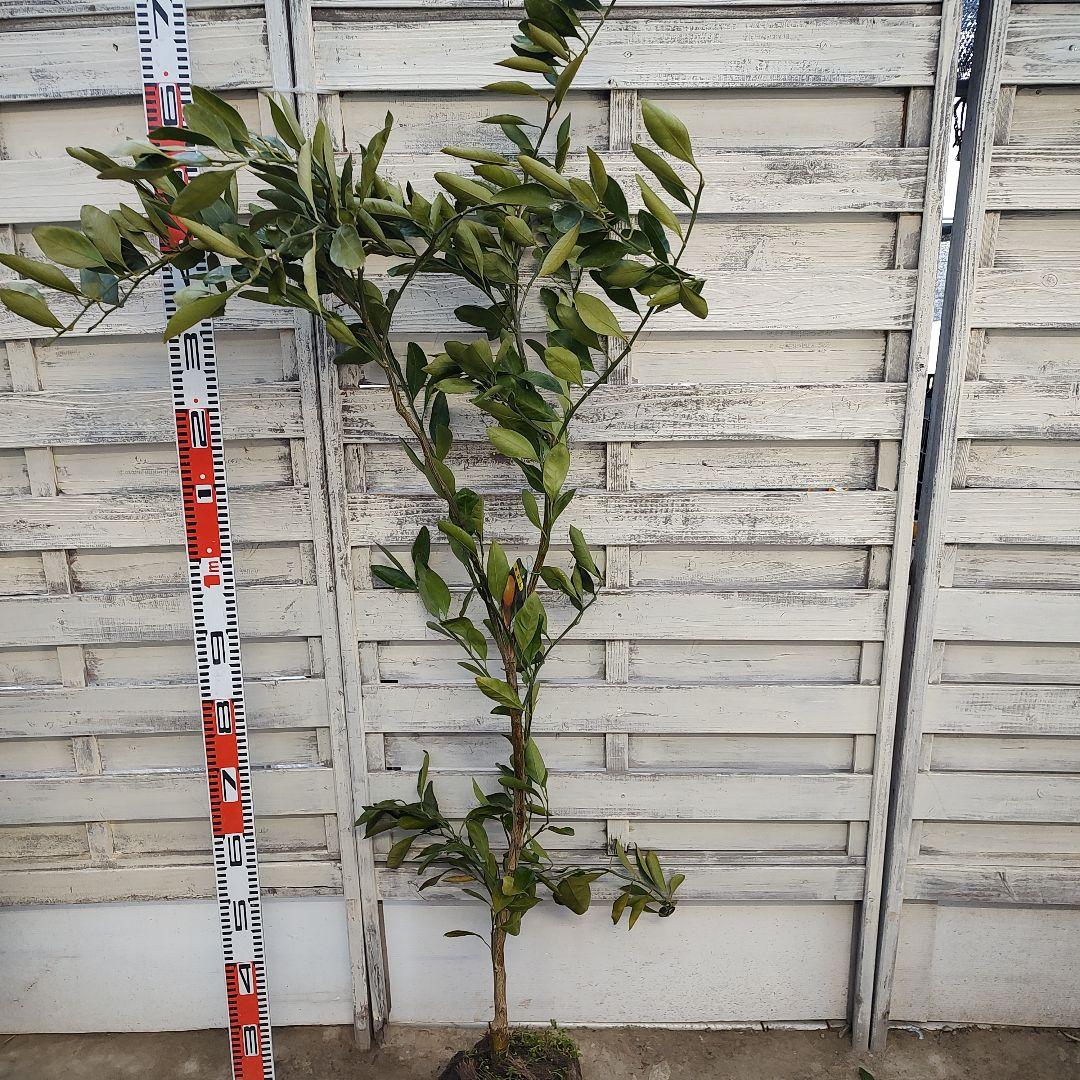 宮川早生みかん 3年生 育てやすさＮｏ．1 初心者向け