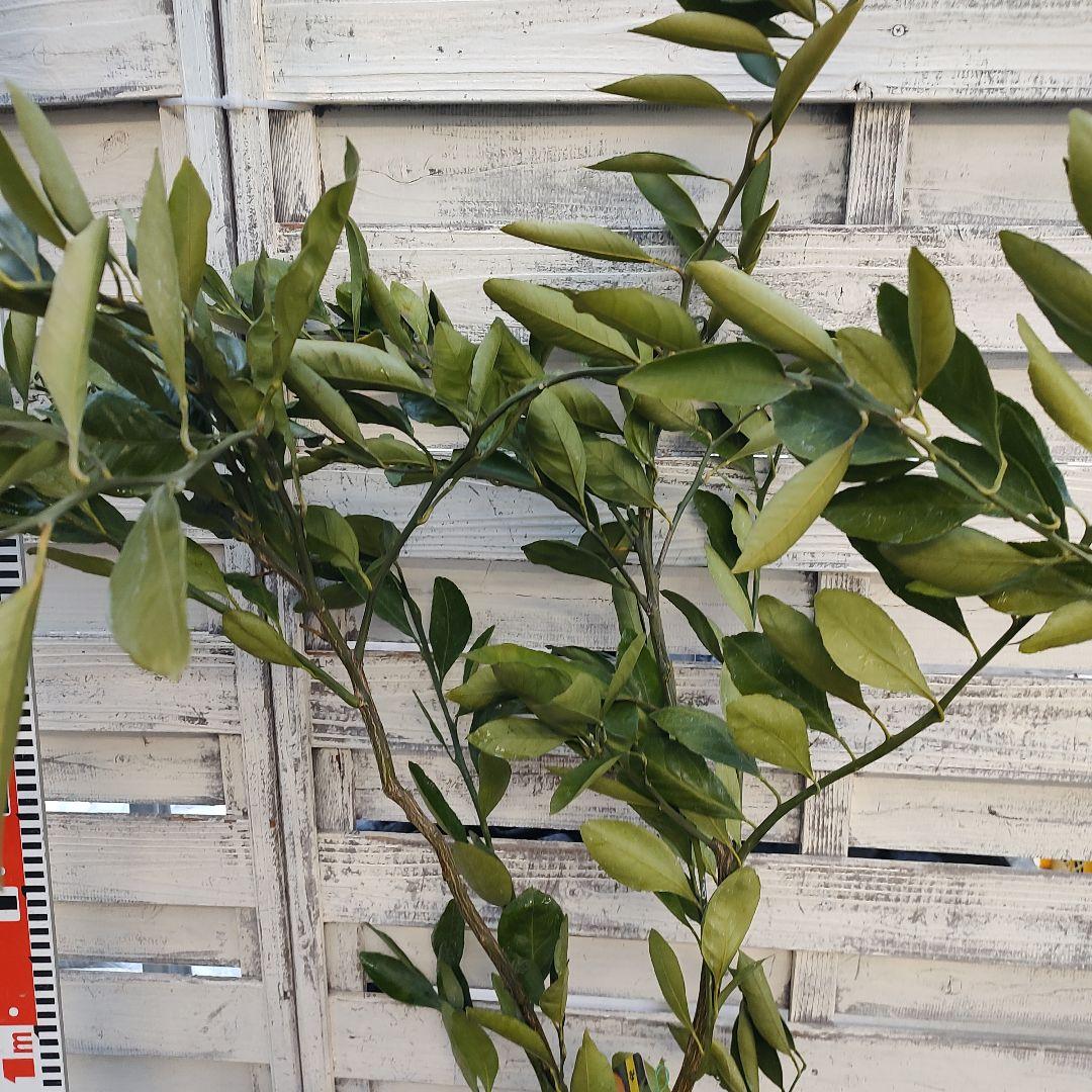 宮川早生みかん 3年生 育てやすさＮｏ．1 初心者向け