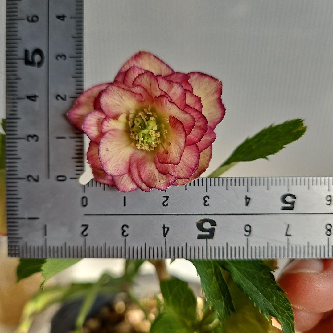 yuko㉖-17㉖-28㉖-35クリスマスローズ