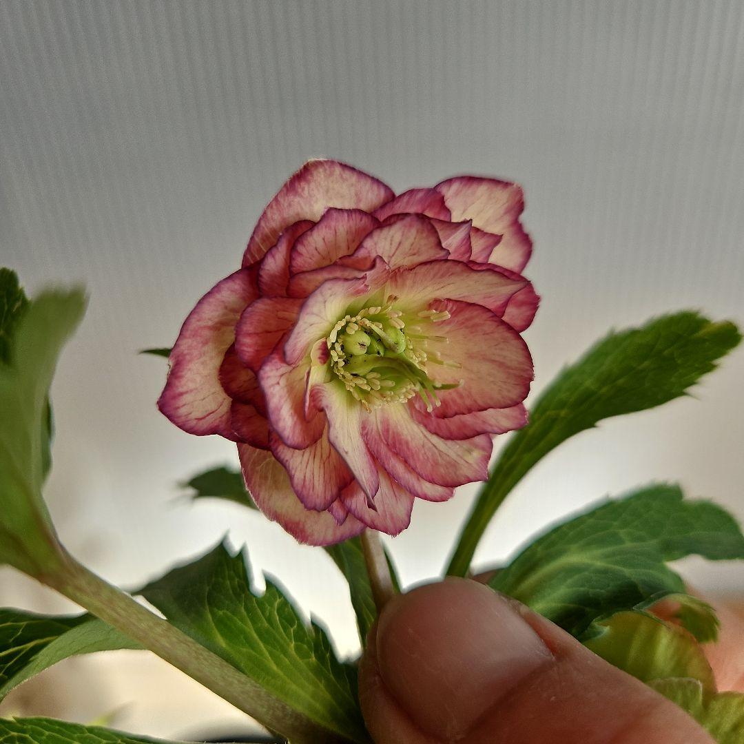 yuko㉖-17㉖-28㉖-35クリスマスローズ