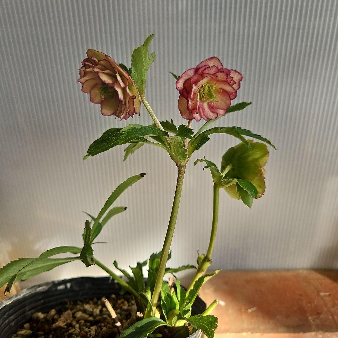 yuko㉖-17㉖-28㉖-35クリスマスローズ