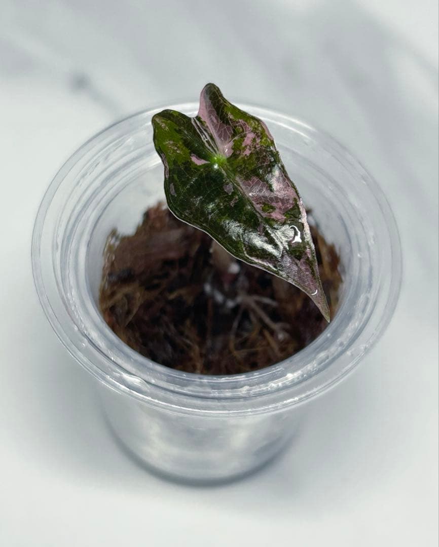 【小株】 アロカシア　ノビリス　斑入り　ピンク