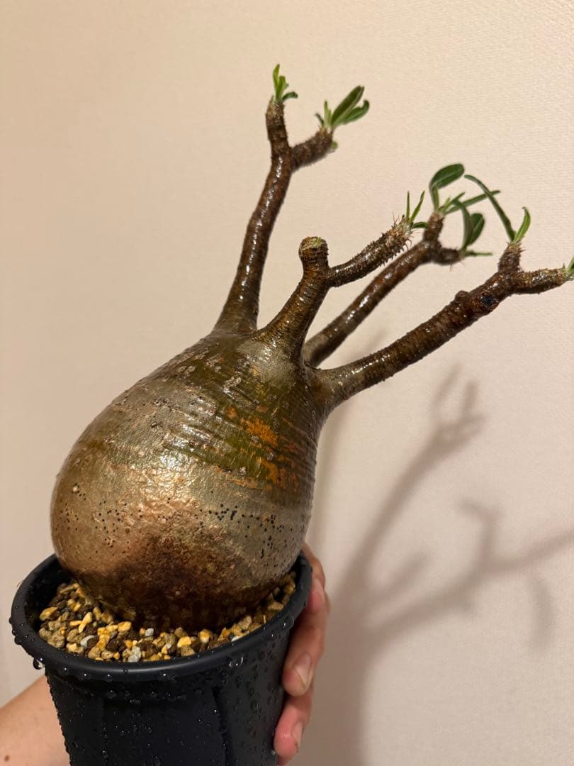 パキポディウム・グラキリス(現地球、発根済) 値下げ！