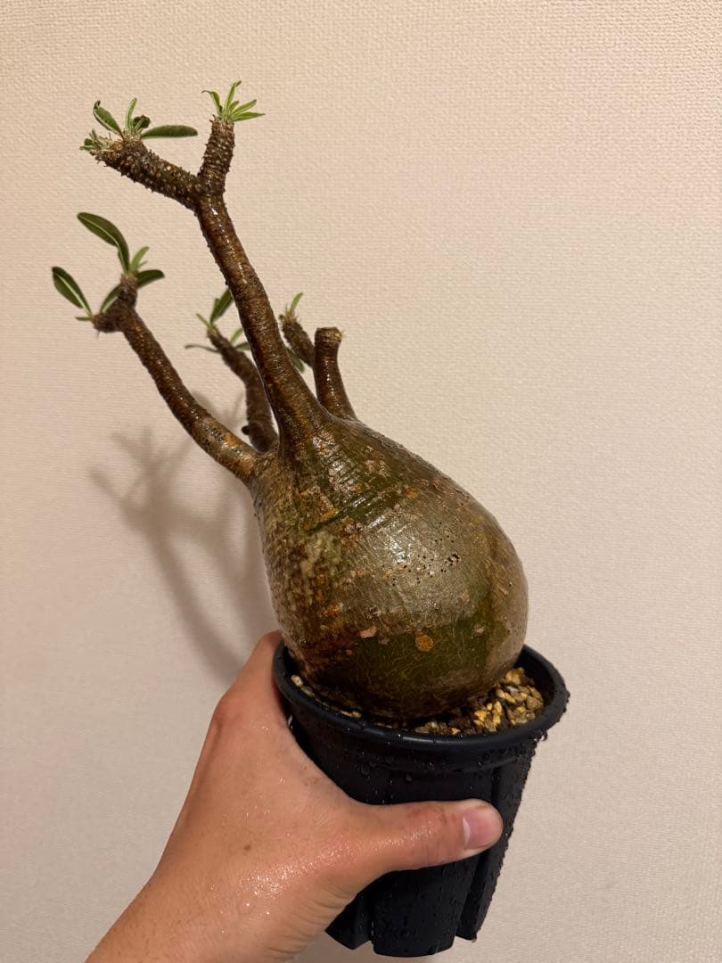 パキポディウム・グラキリス(現地球、発根済) 値下げ！