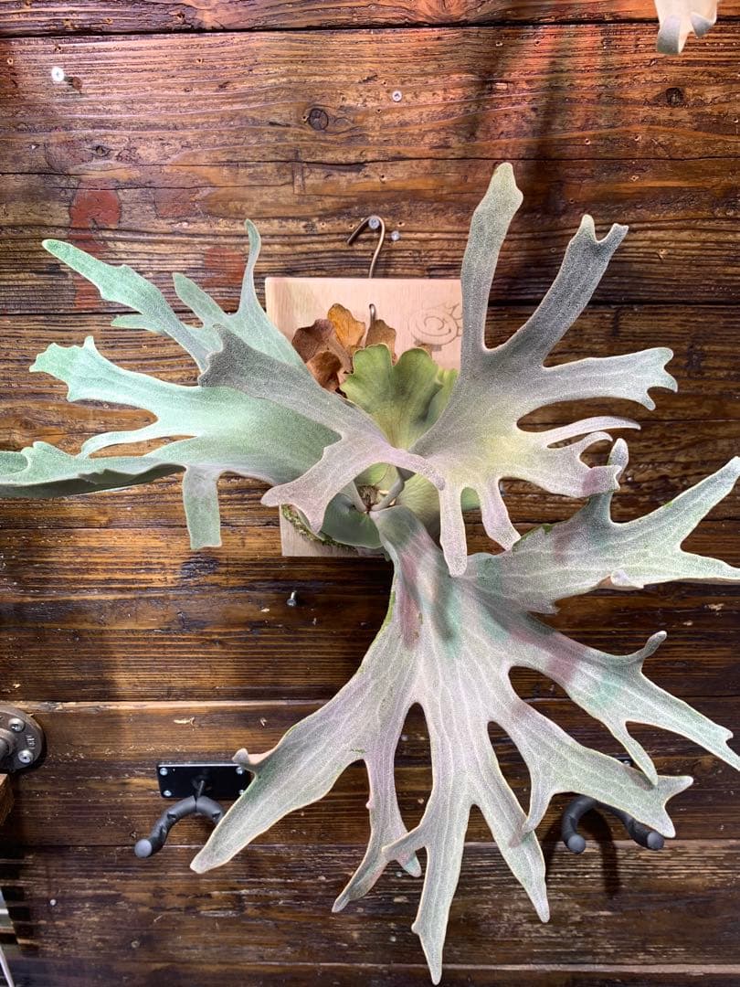 P.GINKA ギンカ 銀華 OC 大きめ子株