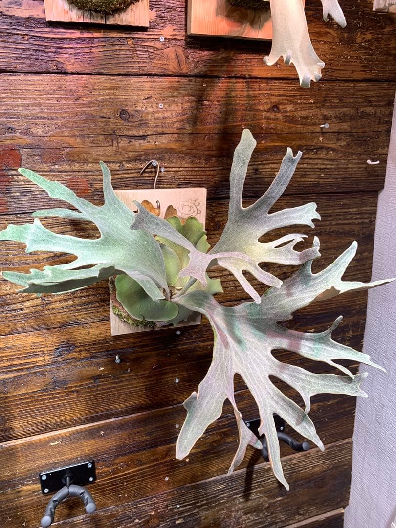 P.GINKA ギンカ 銀華 OC 大きめ子株