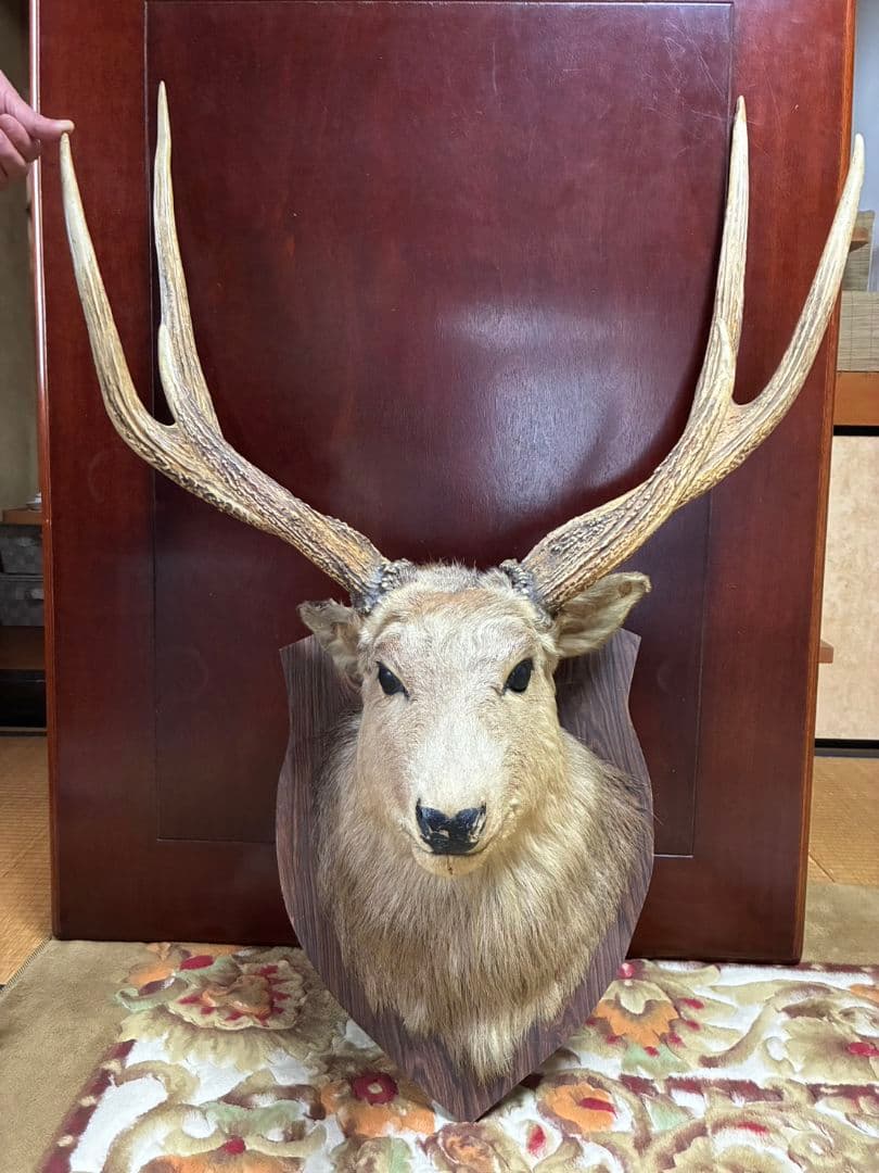 鹿　剥製　壁飾り
