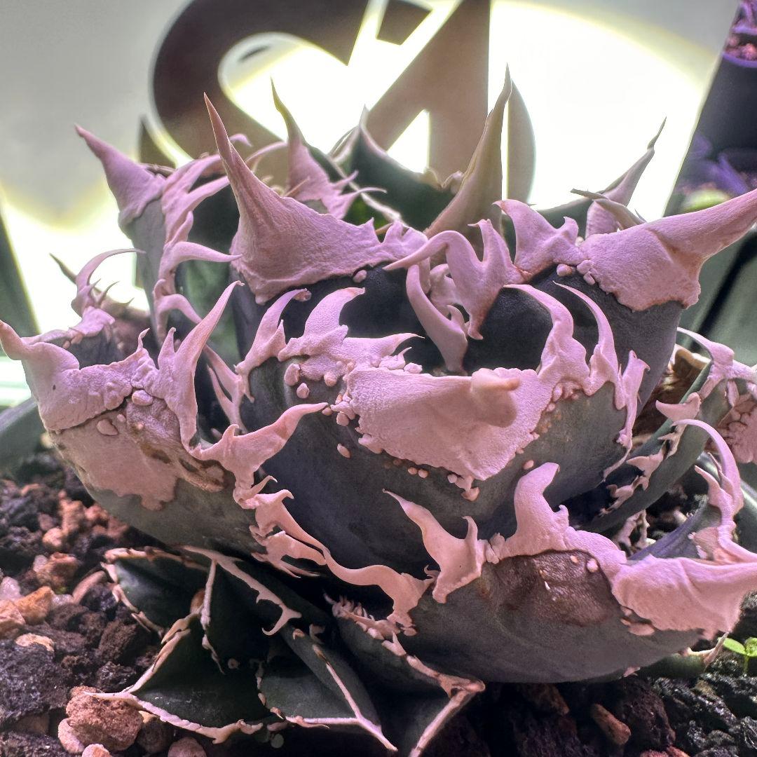 【上澳園芸】 アガベ チタノタ 白豪棘 良質子株 LED管理株