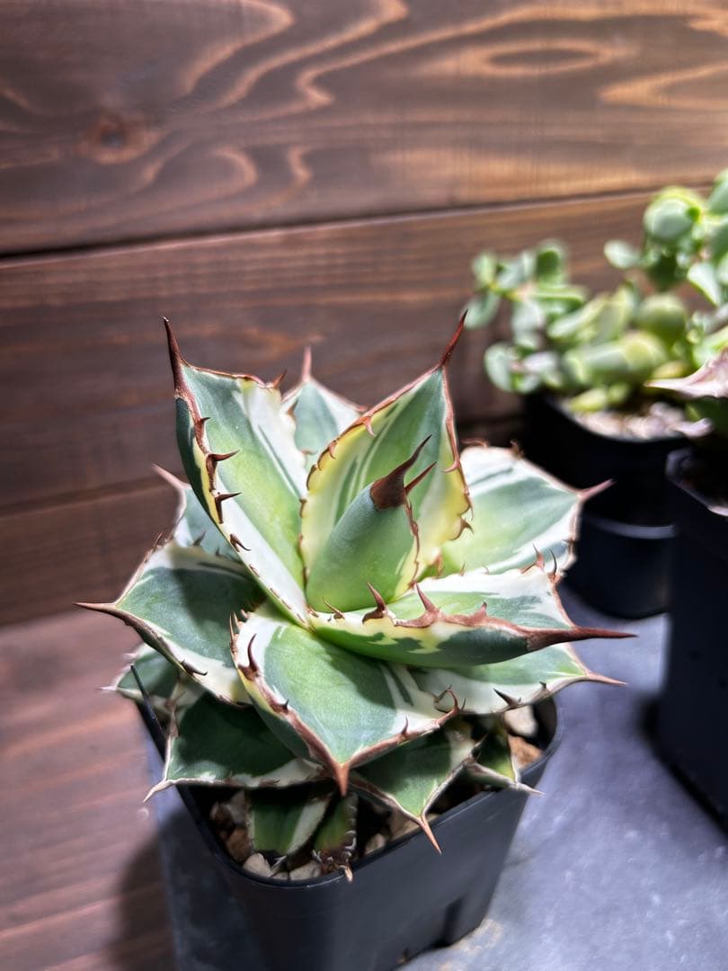 アガベ宝珠錦　中株　斑入り　チタノタ