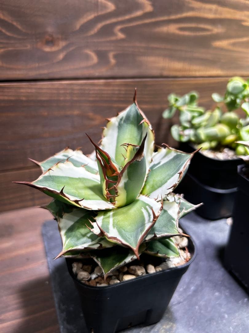 アガベ宝珠錦　中株　斑入り　チタノタ