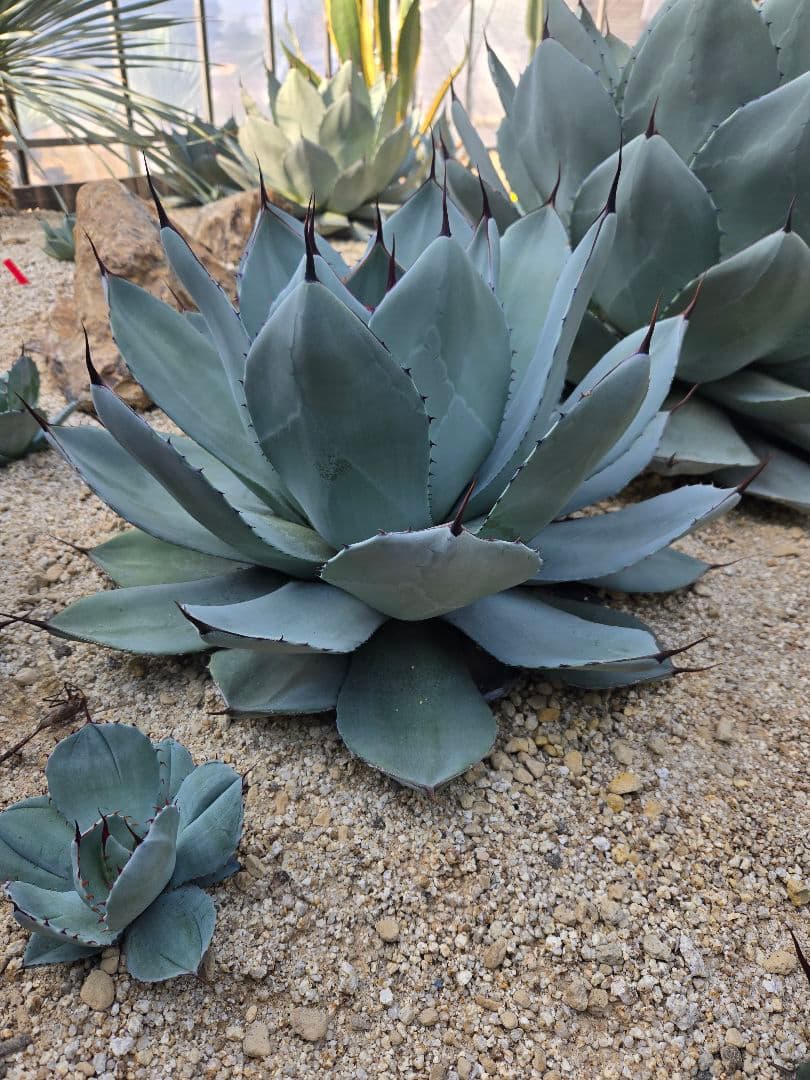 【期間限定10月22日まで】パリートランカータ大株　輸入株