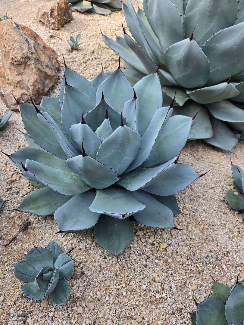 【期間限定10月22日まで】パリートランカータ大株　輸入株